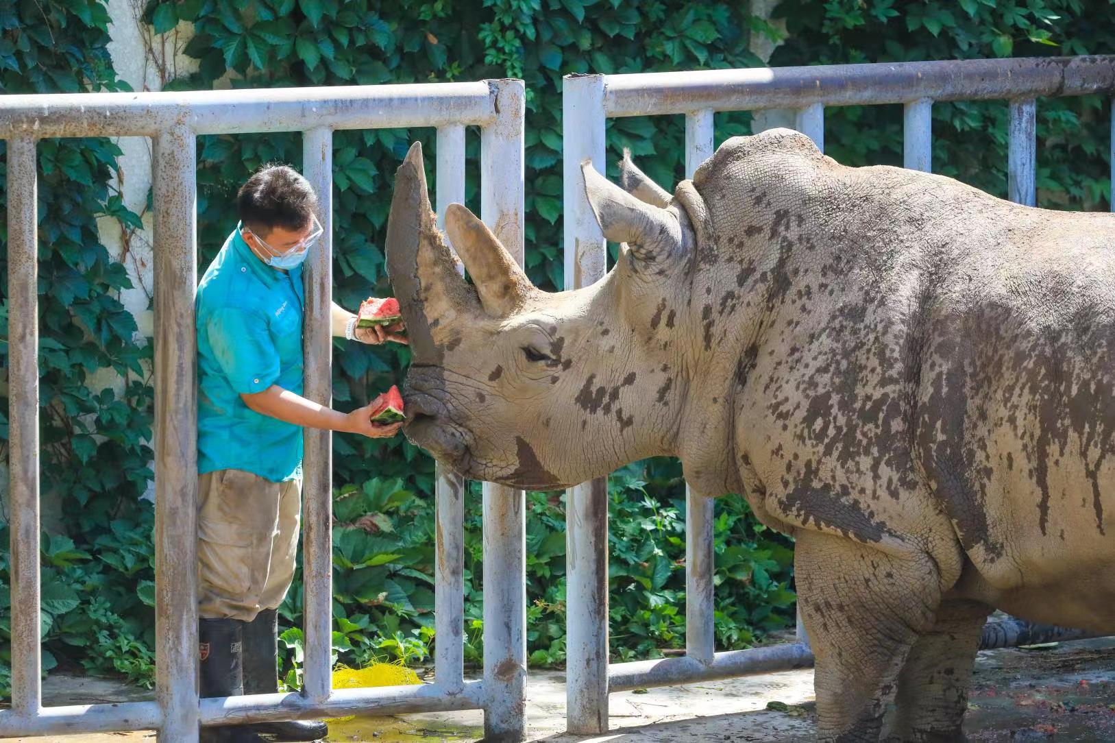 夏日有“涼”方 看動物們“入伏”後的清涼生活