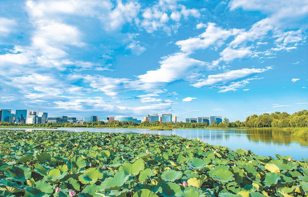 7月，經開區通明湖公園，藍天白雲下荷花盛開。