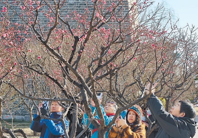2月19日，北京明城墻遺址公園東段幾株梅花悄然綻放，有的花瓣舒展，有的還抱著花骨朵，散發著淡淡清香，給京城帶來了春的氣息。