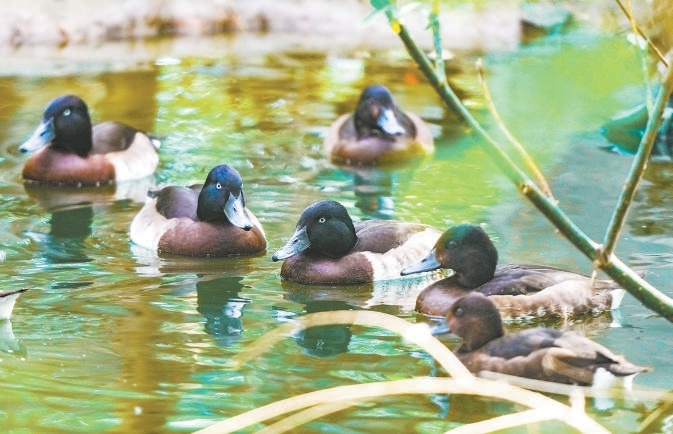 北京動物園的青頭潛鴨人工種群。