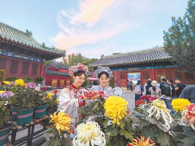 日壇公園舉辦的精品菊花展上，300多種獨本菊爭奇鬥艷。
