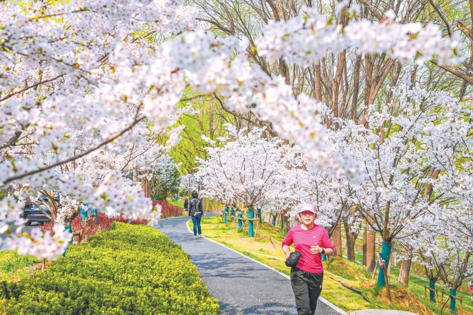 位於朝陽區的北小河綠道沿線，春日櫻花盛放如雲。