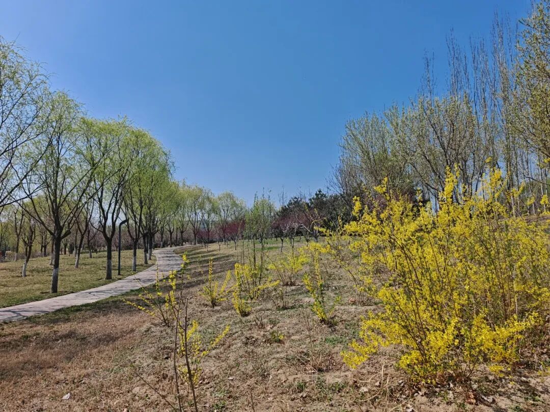 　　北京大興國際機場，柳絲搖曳舞春風，滿園春色意正濃。