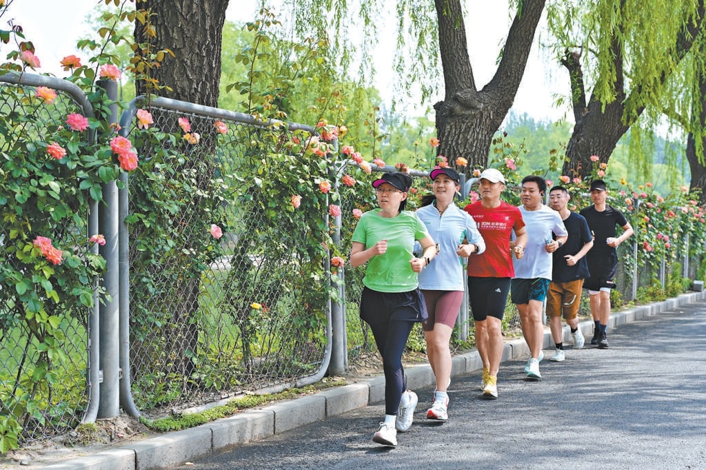 京密引水渠兩岸的“流動花墻”已初具雛形，市民一路賞花一路奔跑。