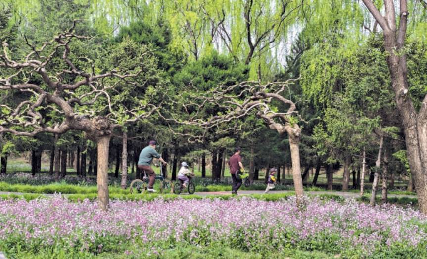 “一綠”城市公園環實現閉合 “二綠”郊野公園環主體骨架成型 兩條“翡翠項鍊”扮靚春日京城