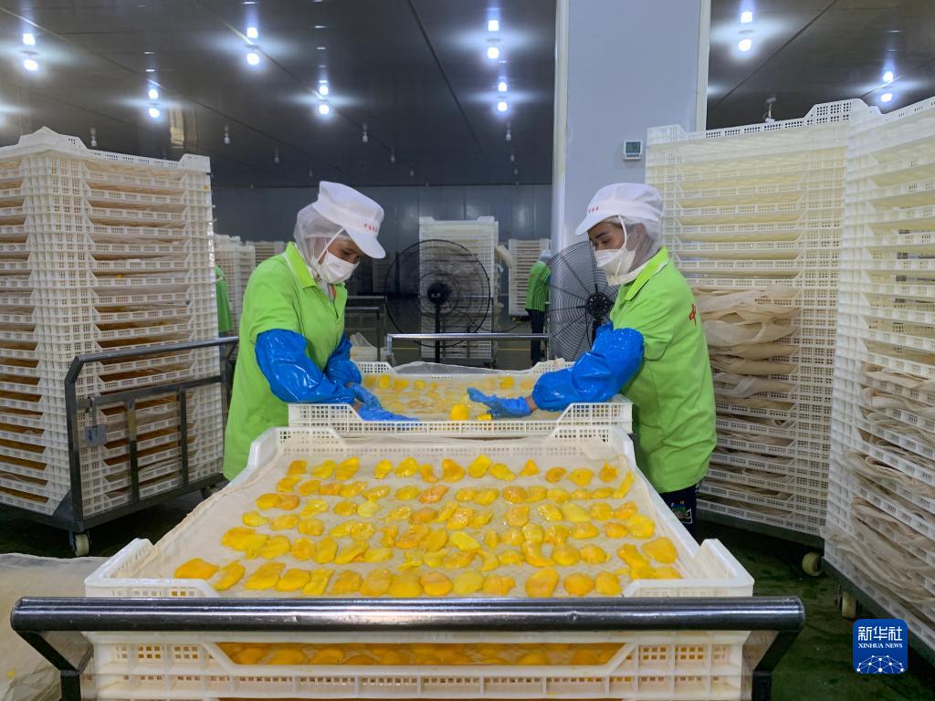 2023年3月7日，工人在柬埔寨磅士卑省的中寶(柬埔寨)食品科技有限公司處理芒果。中國和柬埔寨有着穩固的農業合作基礎。自區域全面經濟夥伴關係協定(RCEP)生效實施以來，柬埔寨的農産品正在更加便利地進入中國市場。