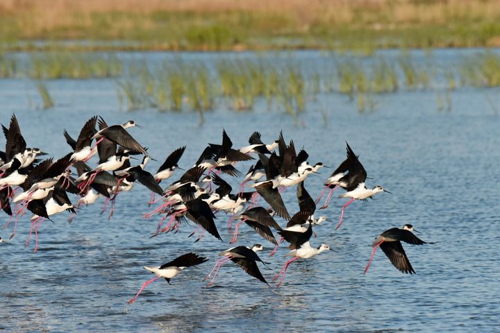這是在雄安新區白洋淀拍攝的鳥群（2022年4月15日攝）。