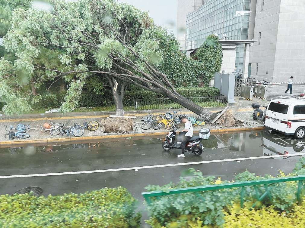 5月30日下午，本市突迎疾風迅雨。暫態大風造成鼓樓外大街樹木倒伏。