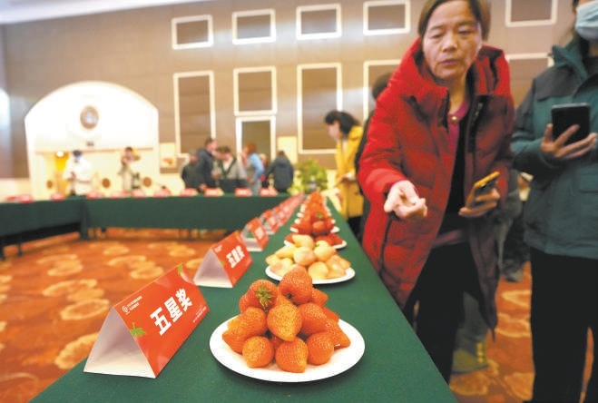 2月15日，第十一屆“北京草莓之星”評選活動在昌平區九華山莊舉辦，京津冀三地草莓同臺競技，現場還進行直播帶貨，讓好吃的草莓以最快速度到達百姓餐桌。