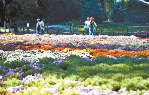 數萬株菊花盛放植物園