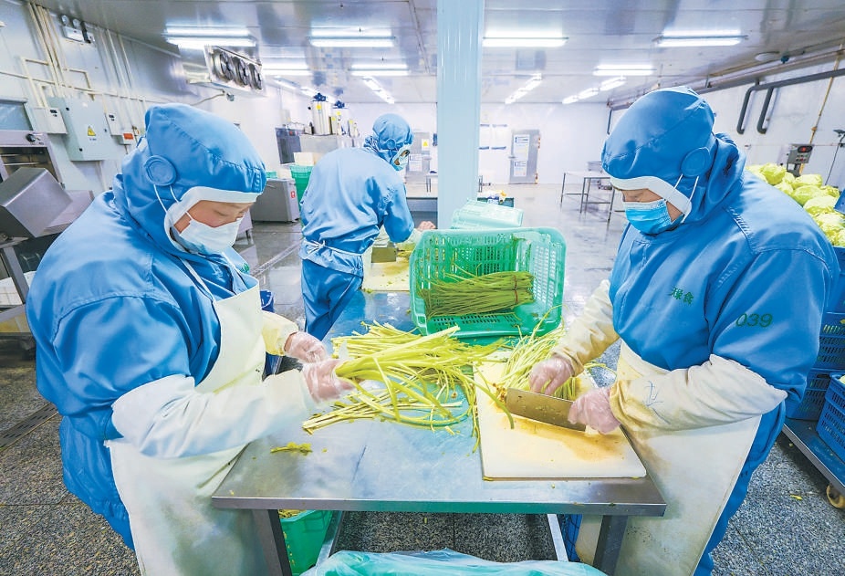 在興蘆農業凈菜加工車間，工人正在加工芹菜。