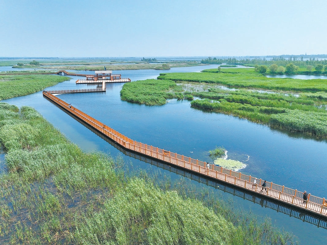 游客在河北雄安新區白洋淀內游覽（2024年5月8日攝）。