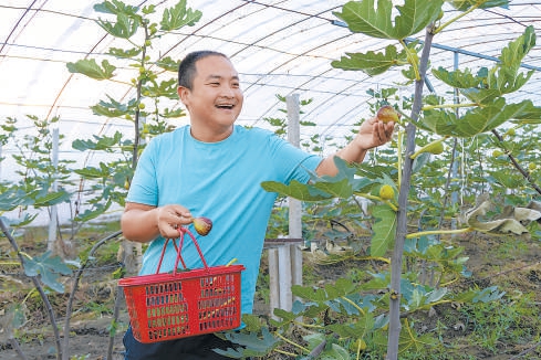 “新農人”楊洋經常在漷縣鎮後元化生態採摘園裏直播帶貨，助力本地農産品銷售。