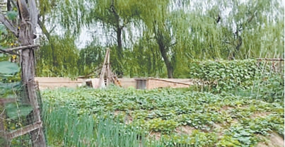 居民過去圈佔的私家菜園。