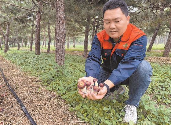 永樂店林場工作人員展示已經成熟的蘑菇。