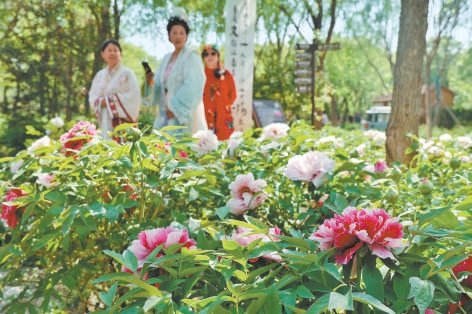 4月28日，“潮運東方 國色芳華”運河牡丹文化周將在漷縣鎮運河牡丹園開幕。近日，已有不少游客率先前往，賞花打卡。