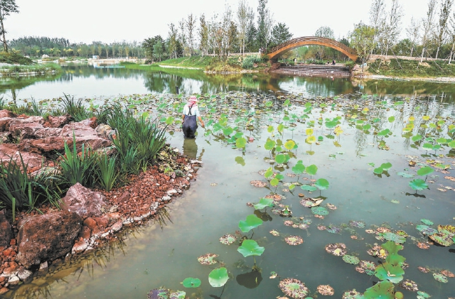 在野趣盎然的溫榆河公園，環衛工作者正在清理水面上的浮葉。