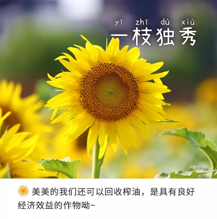 一枝獨秀