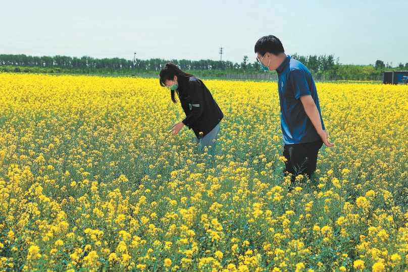 工作人員在油菜花地裏查看長勢。