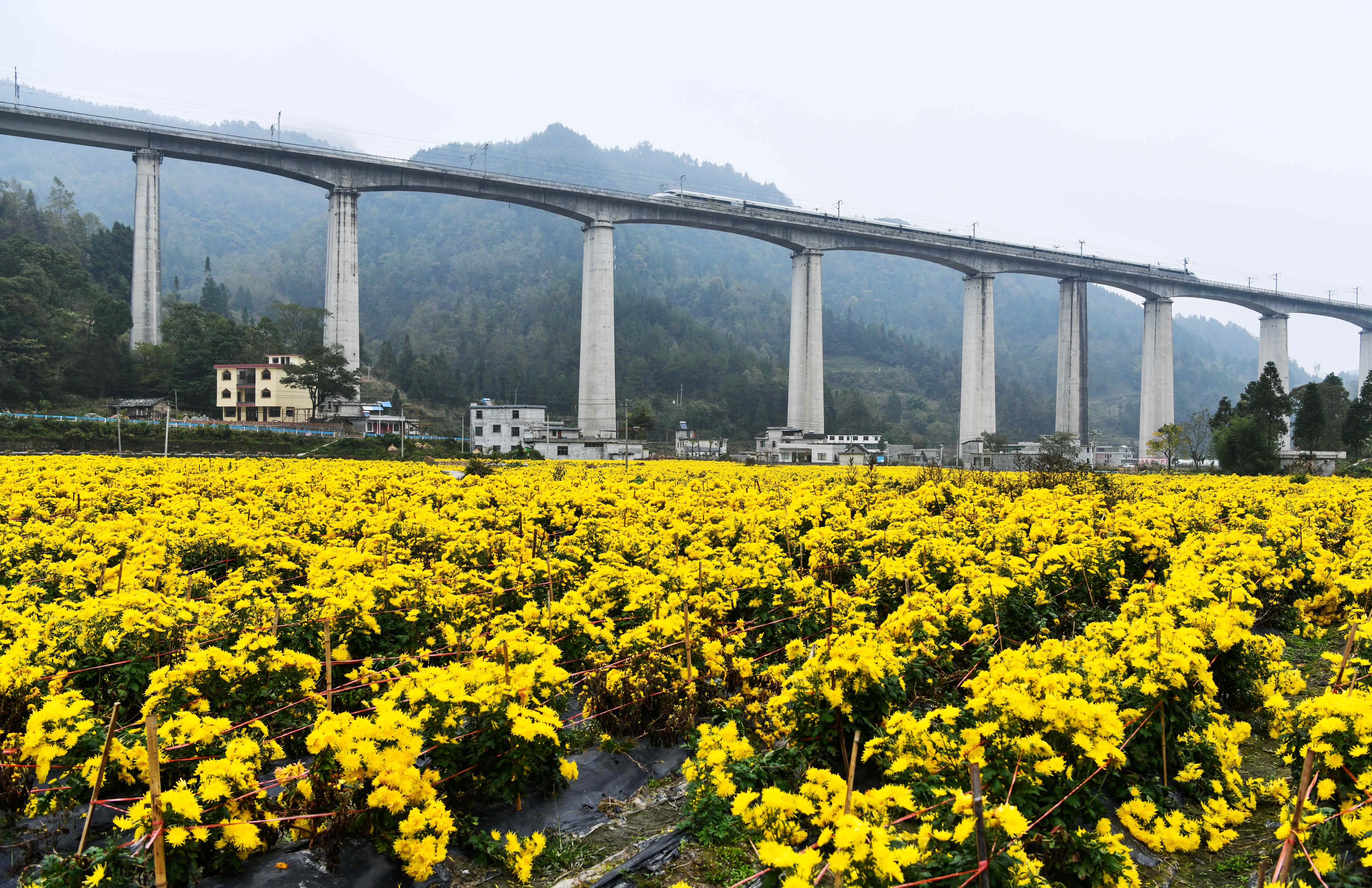 貴州省黔南布依族苗族自治州龍裏縣洗馬鎮金溪村，一列動車組列車從金絲皇菊基地旁經過。
