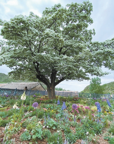 密云区新城子镇苏家峪村580岁流苏树。（朱松梅 摄）