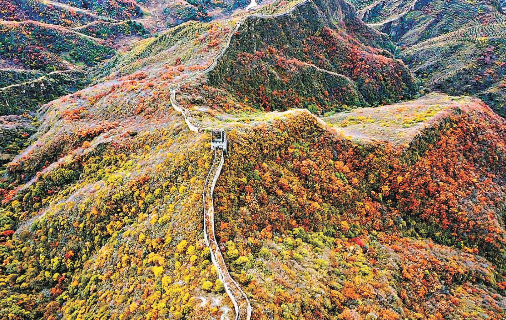 深秋是北京最美的季节。在怀柔山区，蜿蜒在群山峻岭上的古长城被两旁色彩多变的植物衬托得更为雄伟壮丽。（甘南 摄）