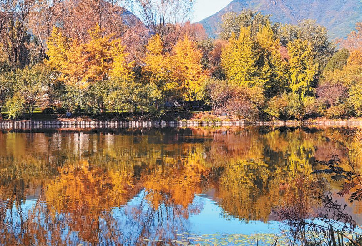 北京植物园内秋色渐浓，绚丽的彩叶树倒映在湖水之中，展现出浓浓的秋色。（吴镝 摄）