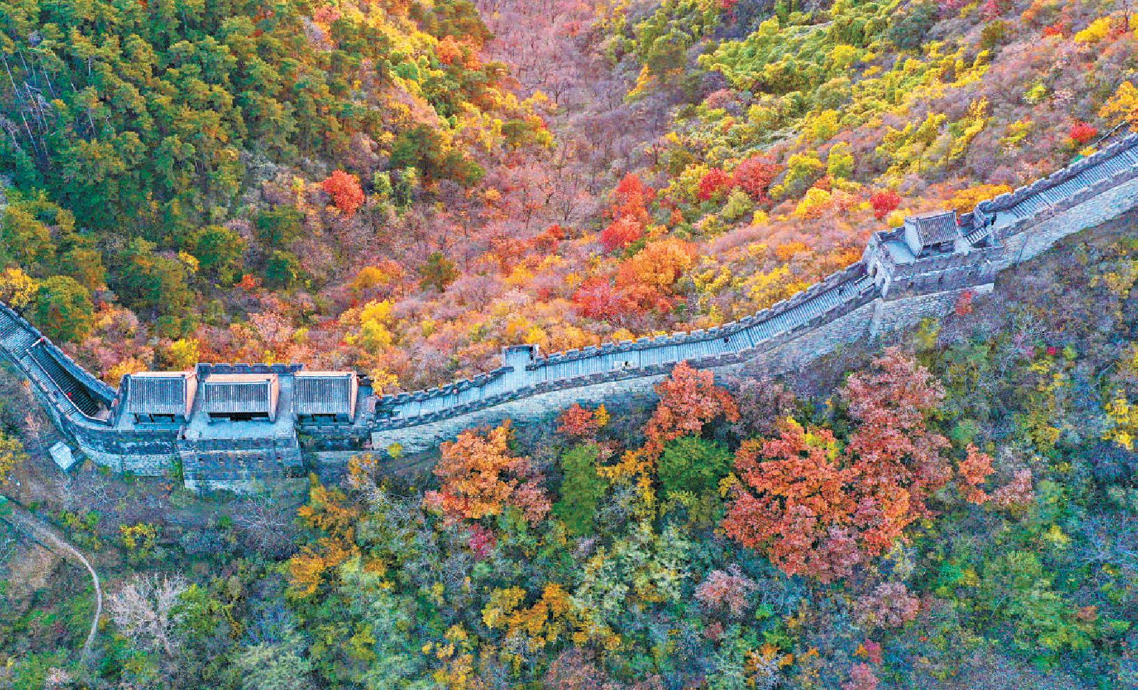 怀柔慕田峪长城层林尽染秋色如画美不胜收。（卜向东 摄）