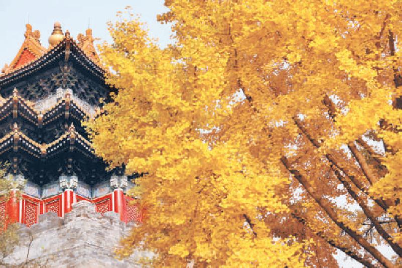 故宫墙外，金黄的银杏叶与角楼相映成趣，引得游人纷纷来此打卡留念。 （白继开 摄）