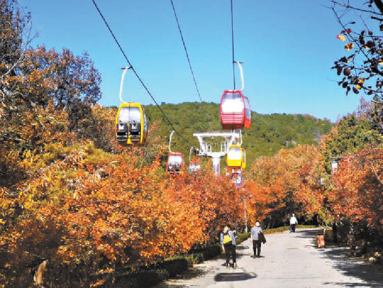 西山八大处公园内各色彩叶树都进入最佳观赏期，浓浓的深秋景色随手入画。（吴镝 摄）