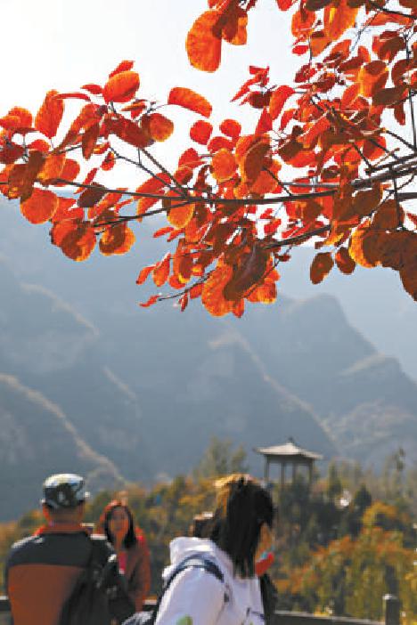 房山区周口店坡峰岭红叶这几天红得正好，满山红黄绿相映彩色斑斓。（安旭东 摄）