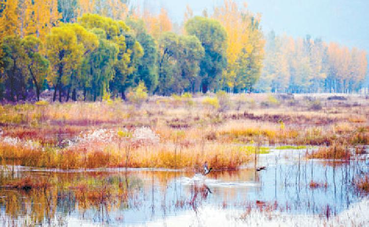 怀柔水库一片碧蓝，与深秋的树木交织成一幅秋景图。两只野鸭在秋色中嬉戏，好不惬意。（潘之望 摄）