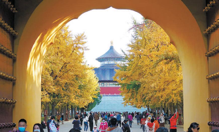 深秋时节，天坛公园内东北角以及北天门内路两边上百棵高大的银杏树纷纷披上“黄金衣”，在雄伟的祈年殿映衬下，大气而庄重。 （刘平 摄）