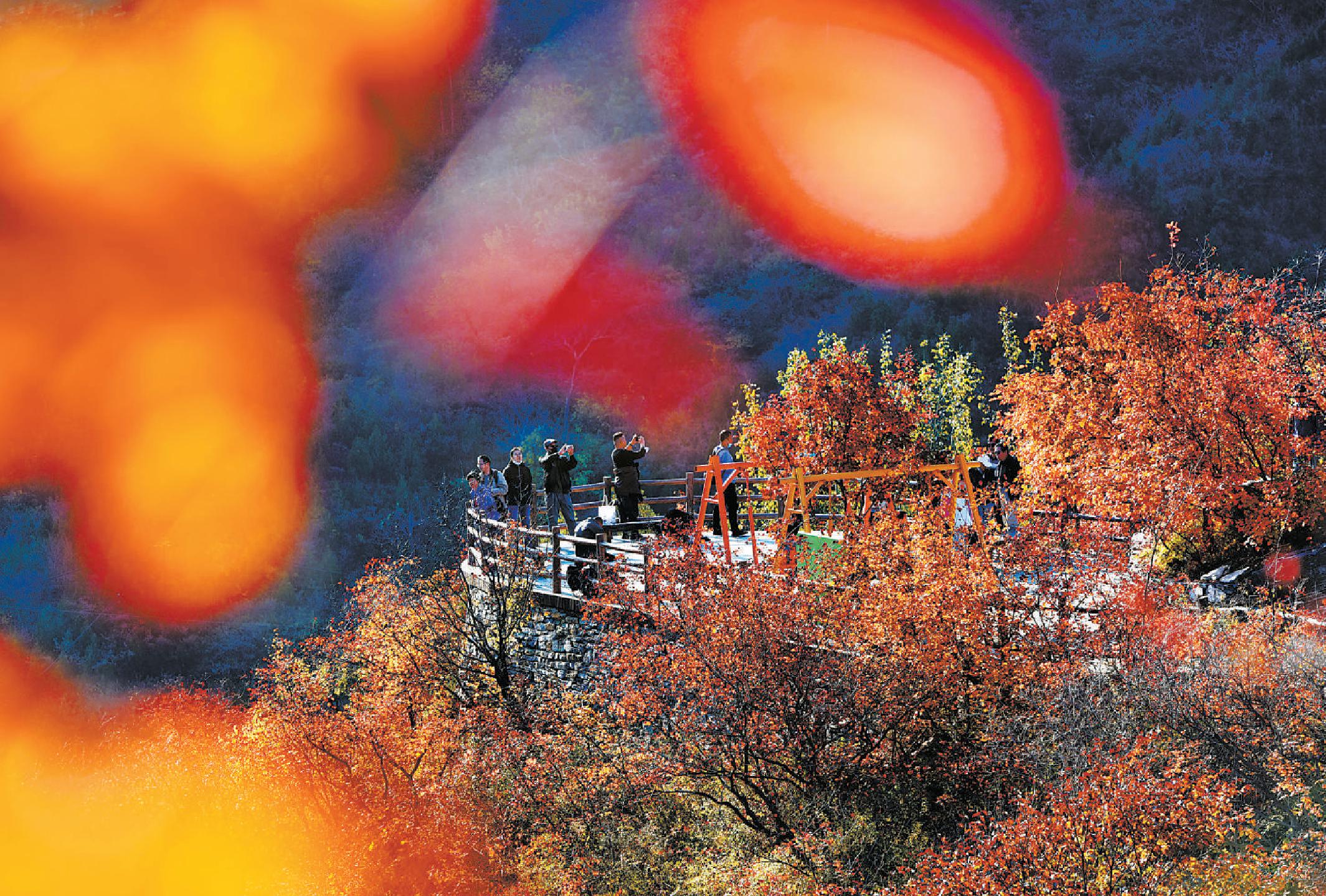 房山区坡峰岭红叶节迎来最佳观赏期，整座幽岚山谷，团团簇簇地被高大茂盛的黄栌红叶所包围，一道道山梁层林尽染，远望如画，大美无边。（李文明 摄）
