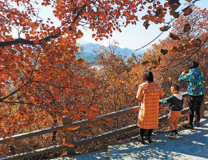金海湖满山彩叶，在平静湖面的衬托下，更加绚丽。（甘南 摄）