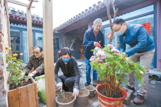 茶儿胡同的共生院里，设计师和居民在种花。（潘之望 摄）