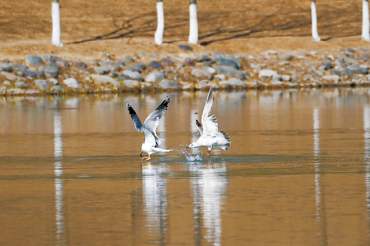 清晨，各种水鸟在龙泉湾水面上觅食嬉戏，流连忘返。