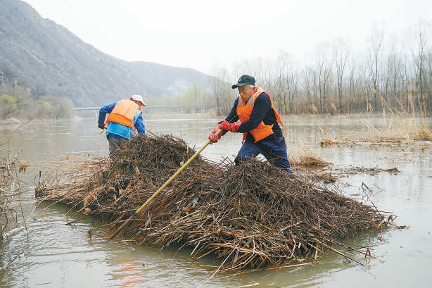 　春寒料峭，每年从河面解冻开始，管护员就冒着严寒清理河道中的芦苇和水草。