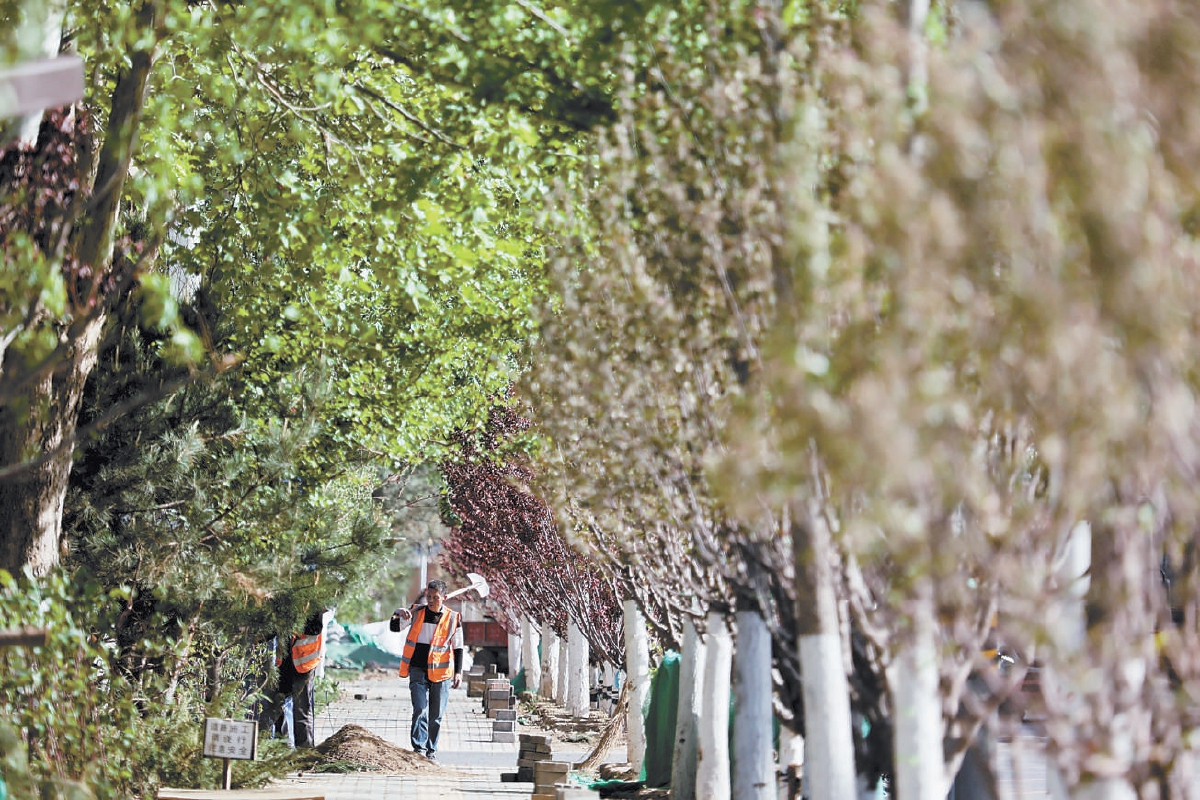 繁花大道的主干道梧桐路进行绿化提升。（白继开 摄）