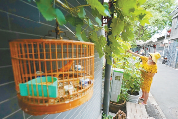 街道统一安装了花箱，引导居民自发摆放盆花、栽种绿植，打造出“一门一特色”的立体花园。
