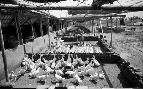 1956年，温榆河边农业合作社鸭业生产队饲养的填鸭。
