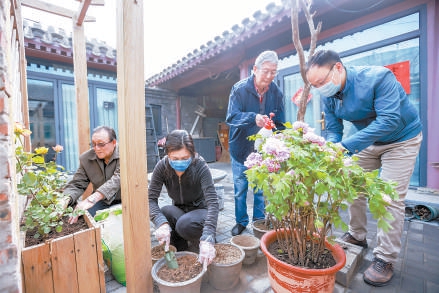 2021年，在杨梅竹斜街茶儿胡同的一处“共生院”内，新老居民一起种花装点环境。