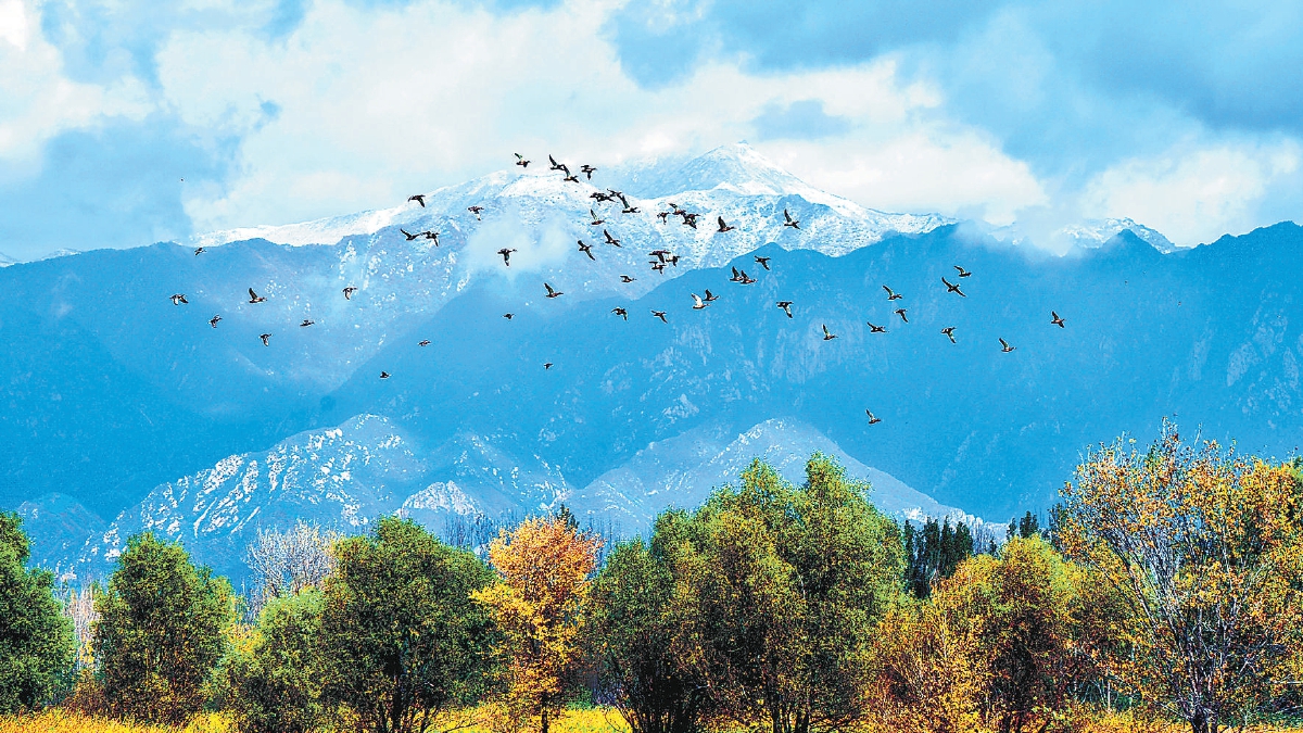 在延庆野鸭湖湿地自然保护区，野生鸟类在初雪后的海陀山前自由飞翔。