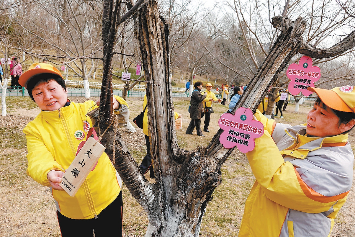 2018年春分，首都公共文明引导员为玉渊潭公园内的樱花树悬挂“文明赏花”温馨提示牌，倡导文明游园。