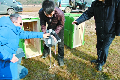 人工繁育白枕鹤首次放归野外