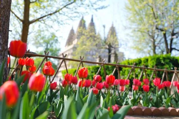 五塔寺内的郁金香|花期已过 我们明年再会