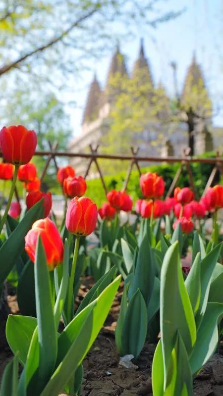 五塔寺内的郁金香|花期已过 我们明年再会