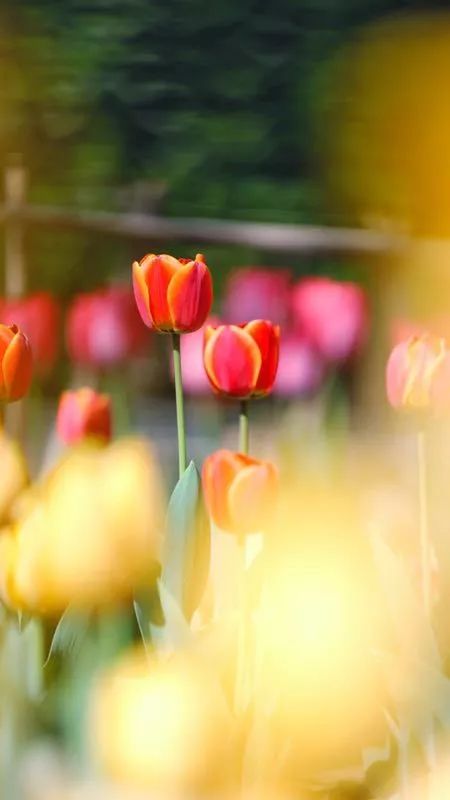 五塔寺内的郁金香|花期已过 我们明年再会