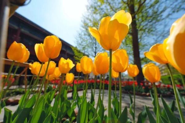 五塔寺内的郁金香|花期已过 我们明年再会