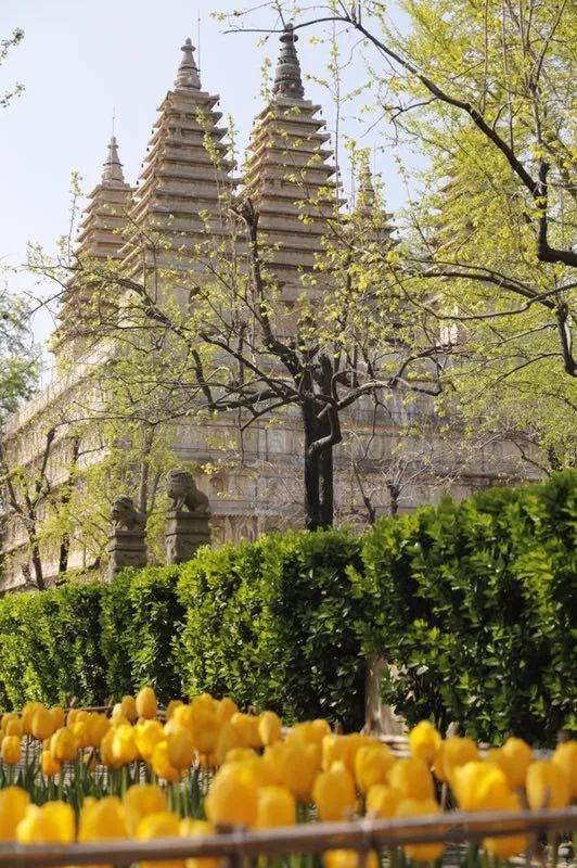 五塔寺内的郁金香|花期已过 我们明年再会